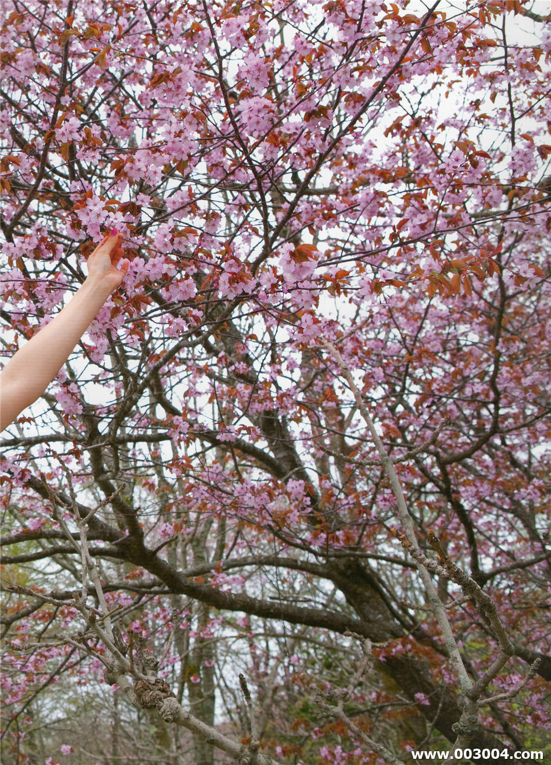 吉木梨纱写真集《 赤裸々－せきらら》高清全本