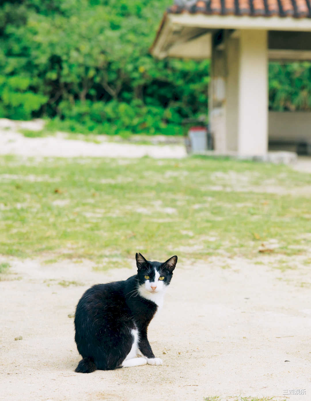 伊达さゆり1ST写真集《あしあと》高清全本
